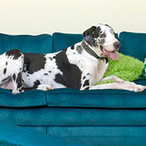 Image of dog
