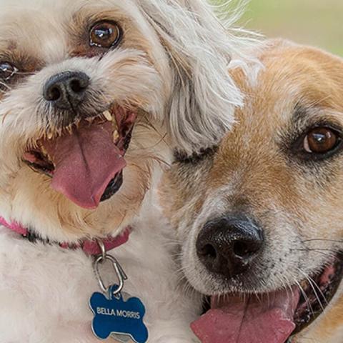 Image of two dogs