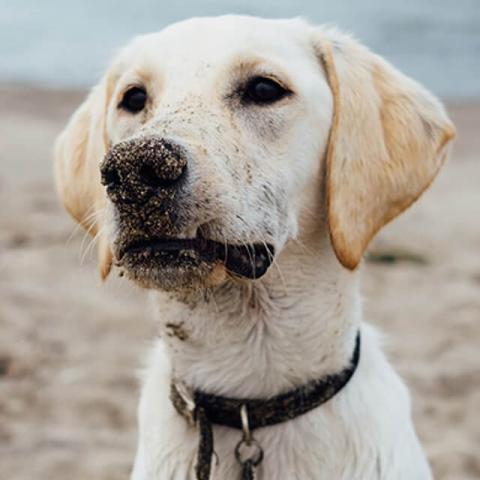 Image of dog