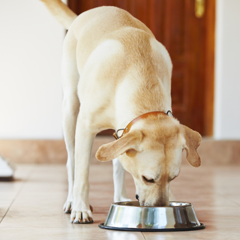 Image of dog