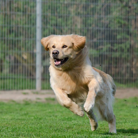 Image of dog