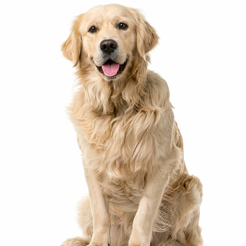 Image of dog