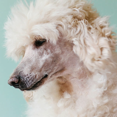 Image of dog