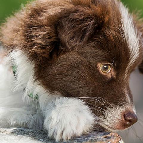 Image of dog