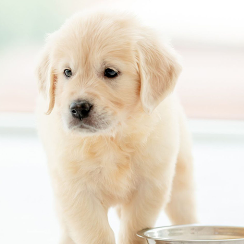 Image of dog