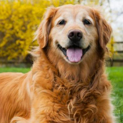 Image of dog