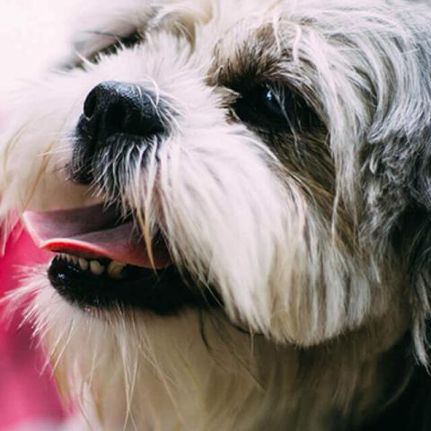 Shih Tzu and renal dysplasia kidney condition in dogs