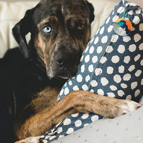 Image of dog