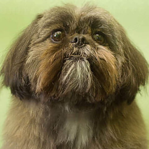 Image of dog