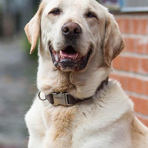 Image of dog