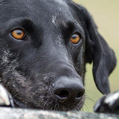 Image of dog