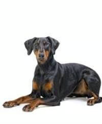 Doberman