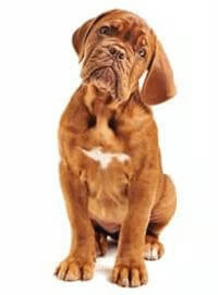 Mastiff