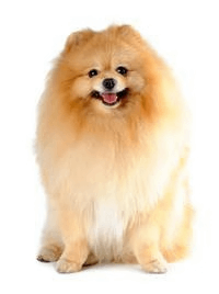 pomeranian