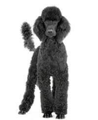 Poodle