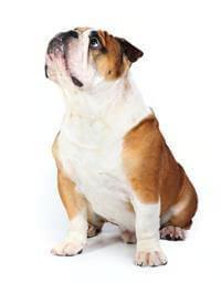 Bull dog