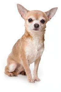chinhuahua
