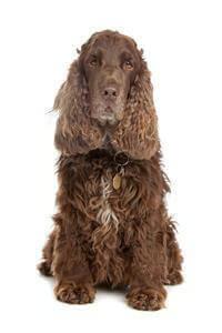 cocker