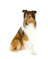 collie