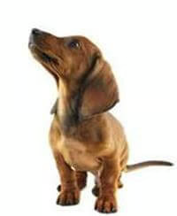 Dashund