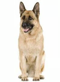 German