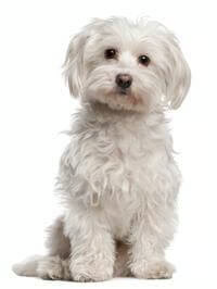 maltese
