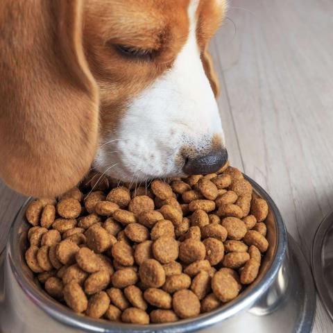 dog eating