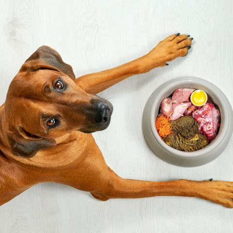 dog