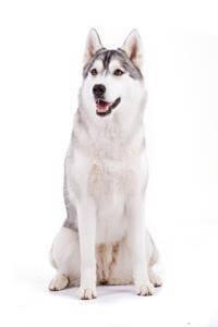 Siberian Husky