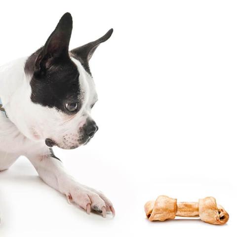 Calcium, phosphorus and your dog