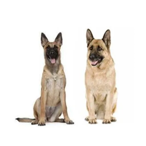 Belgian Malinois vs German Shpherd