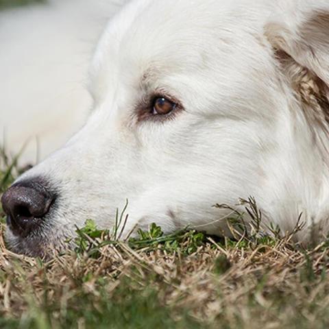 House training your puppy
