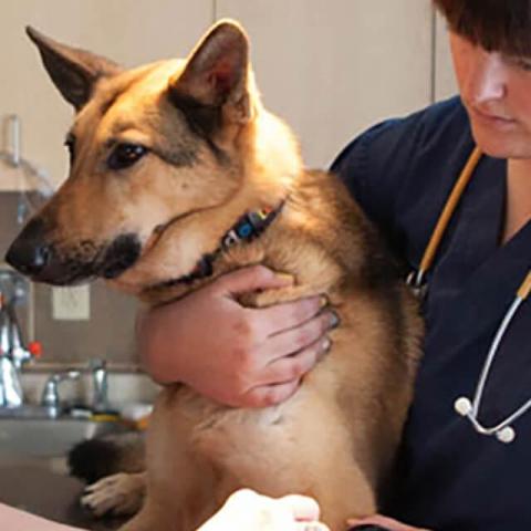 Dog Allergies