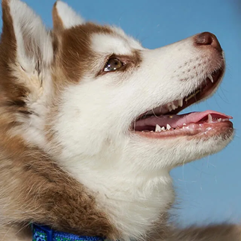 How To Stop Dog Chasing 6 Ways To Stop Dog From Chasing