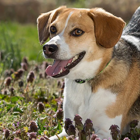 Teach your dog to sit