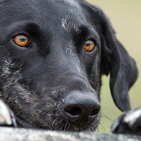 Preparing to bring home a new rescue dog