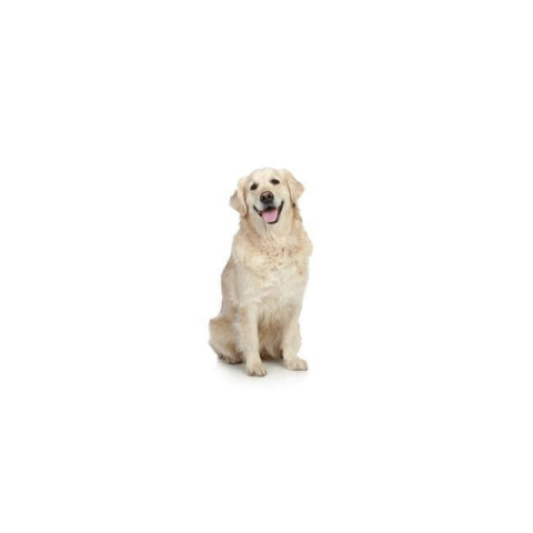 Black Golden Retriever Breed