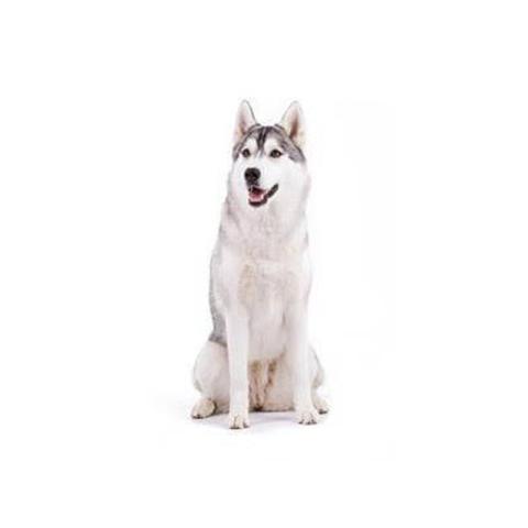 Types of Husky