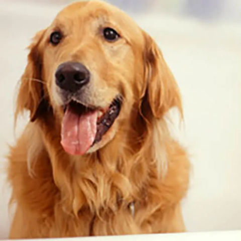 teach-your-dog-to-shake-paws