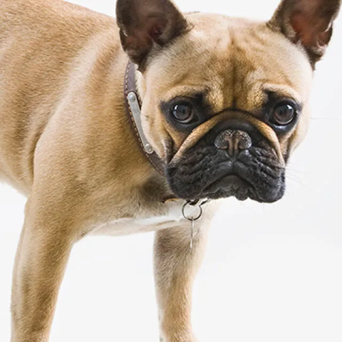 train your dog