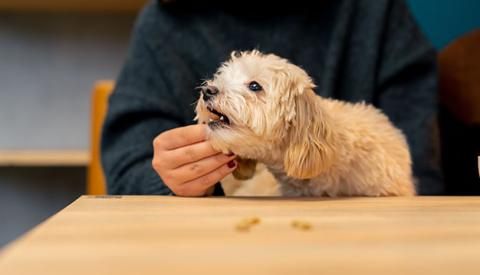 teething-puppy-food-guide-dog-biscuits-treats
