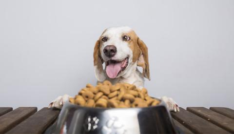dog-food-health-sensitive-stomach