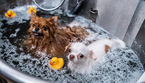 puppy-grooming-dos-donts