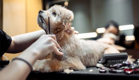 pet-grooming-techniques-hairstyling-to-claw-trimming