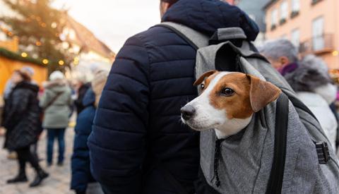 dog-travel-essential-accessories