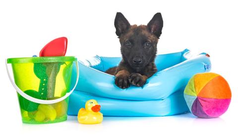 The right toys for my puppy