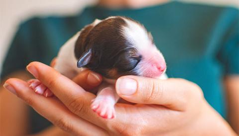Orphaned Newborn Puppy: A guide to basic puppy care