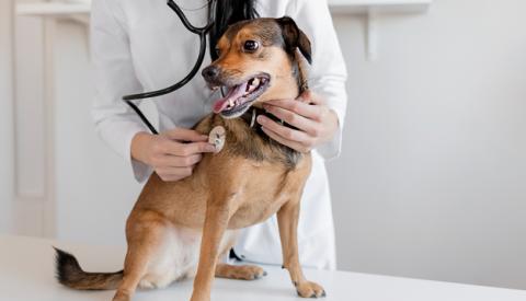 Why should you get your puppy vaccinated?