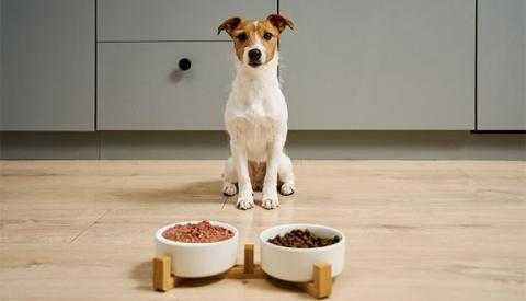 Wet vs. Dry Dog Food: What You Should Know