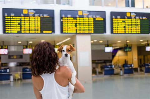 How to Travel With Your Dog and Puppy: A Complete Guide